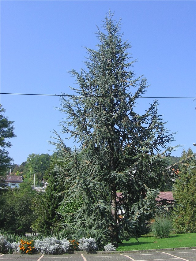 Cedrus atlantica,    Gajnice - Zagreb